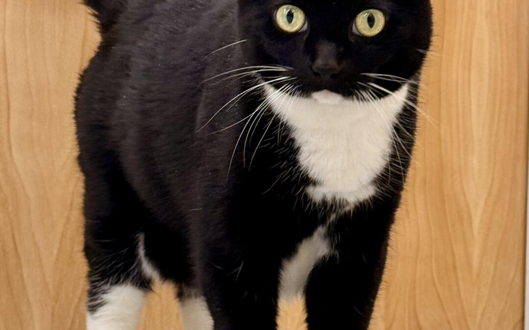 Mitsy