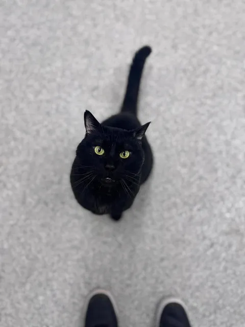 Rajah