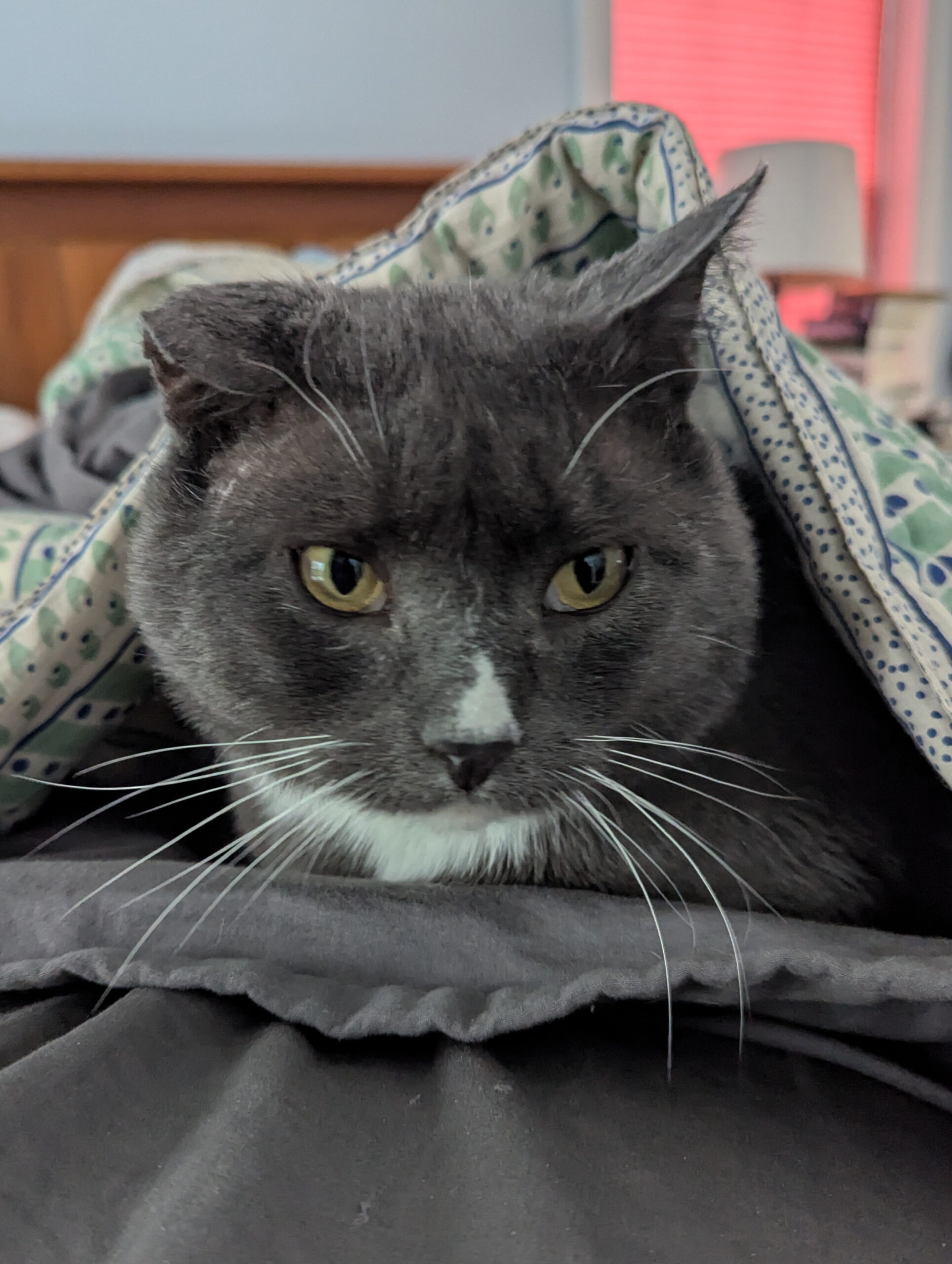Winston