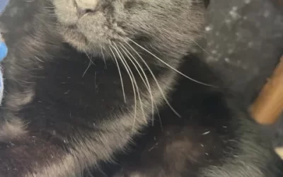 Agatha
