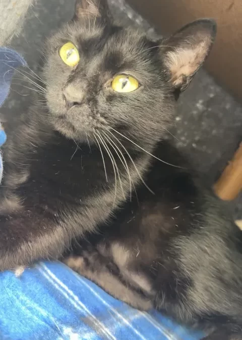 Agatha