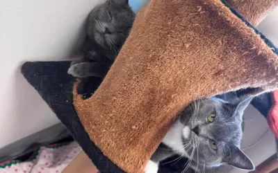 Checkers & Smokey