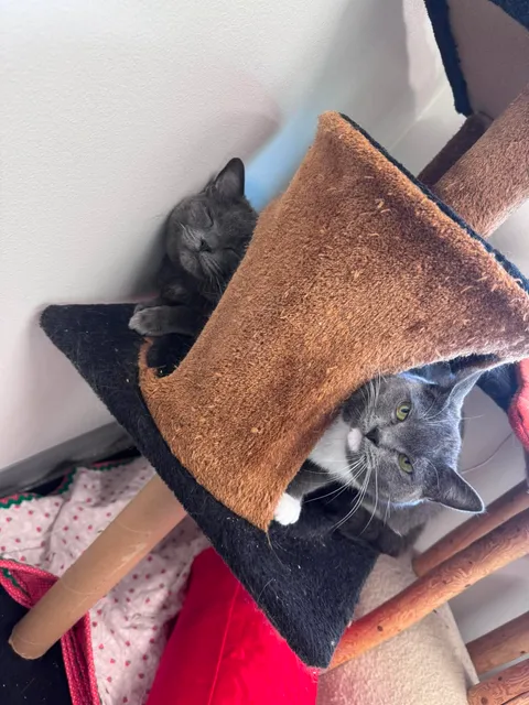checkers and smokey