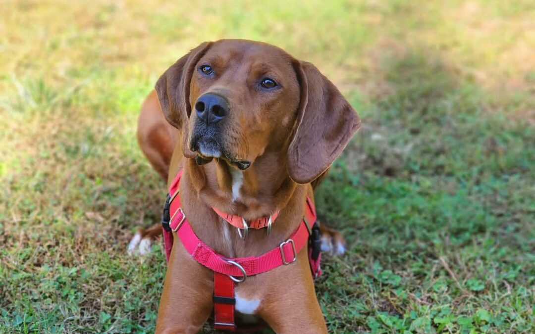 Copper *Adoption fee waived*
