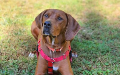 Copper *Adoption fee waived*