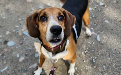Jerry *Adoption fee waived*