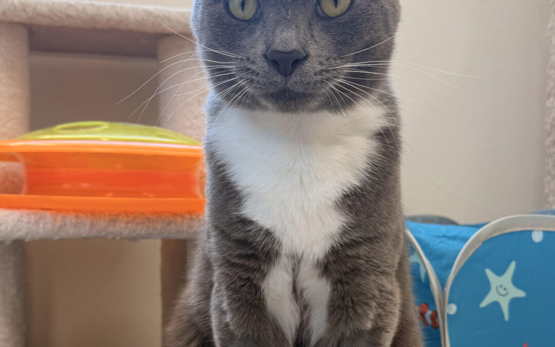 Tom