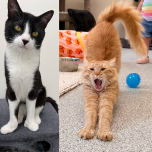 Mr. Butters and Sylvester: A bonded pair