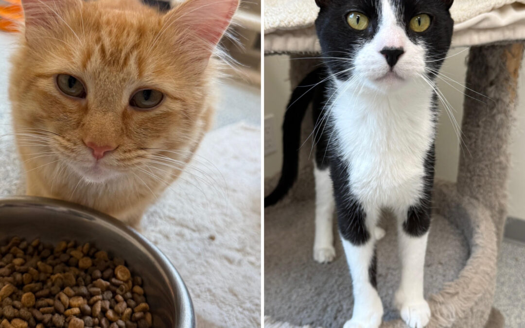 Mr. Butters and Sylvester: A bonded pair