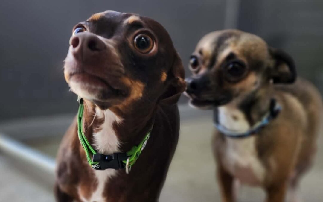 Luna & Lillianne *BONDED PAIR*
