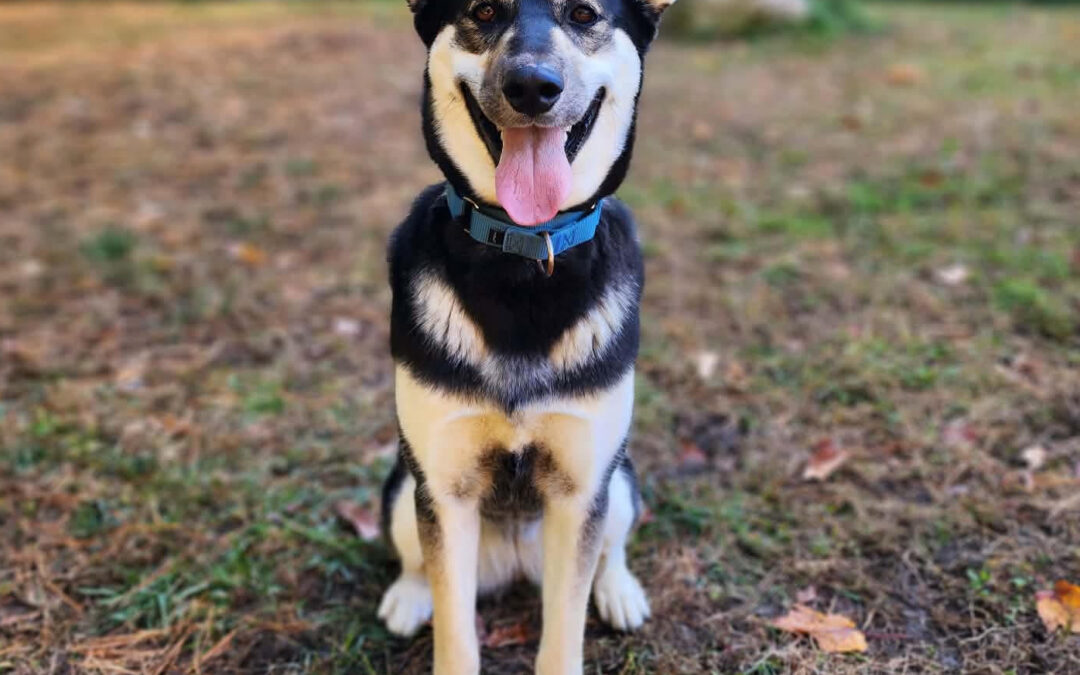 Callie