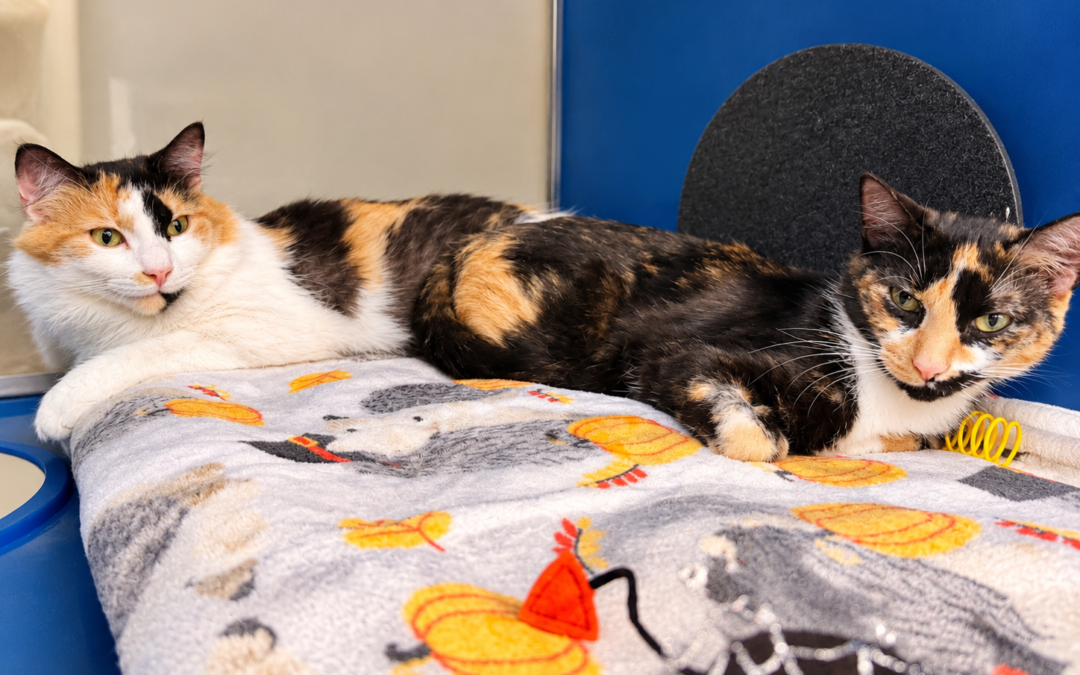 Cookie & Sprinkles *Sisters & Bonded pair*
