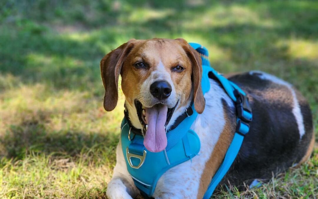 Earl *currently seeking foster*